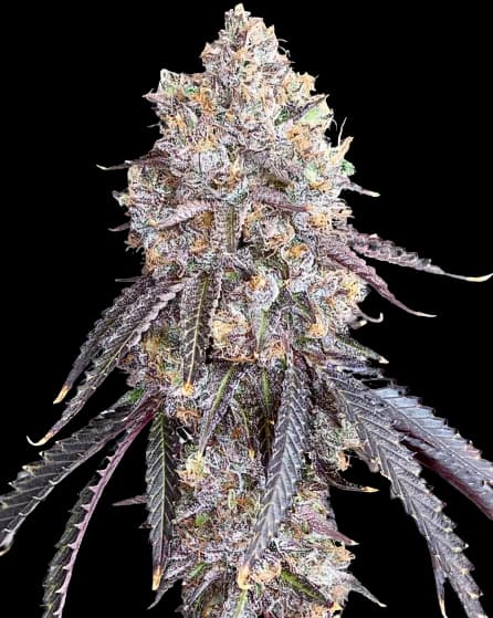 Project Blue Book cannabis seeds packaging — Royal King Seeds Australia
