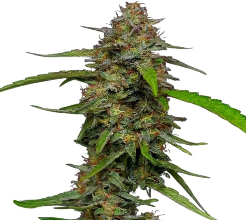 Puna Budder cannabis seeds packaging — Royal King Seeds Australia
