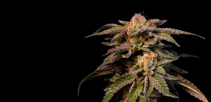 Pure Love cannabis seeds packaging — Royal King Seeds Australia