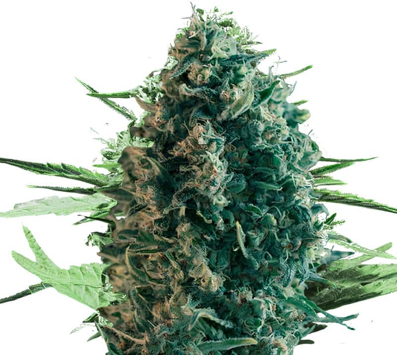 Pure Power Plant cannabis seeds packaging — Royal King Seeds Australia