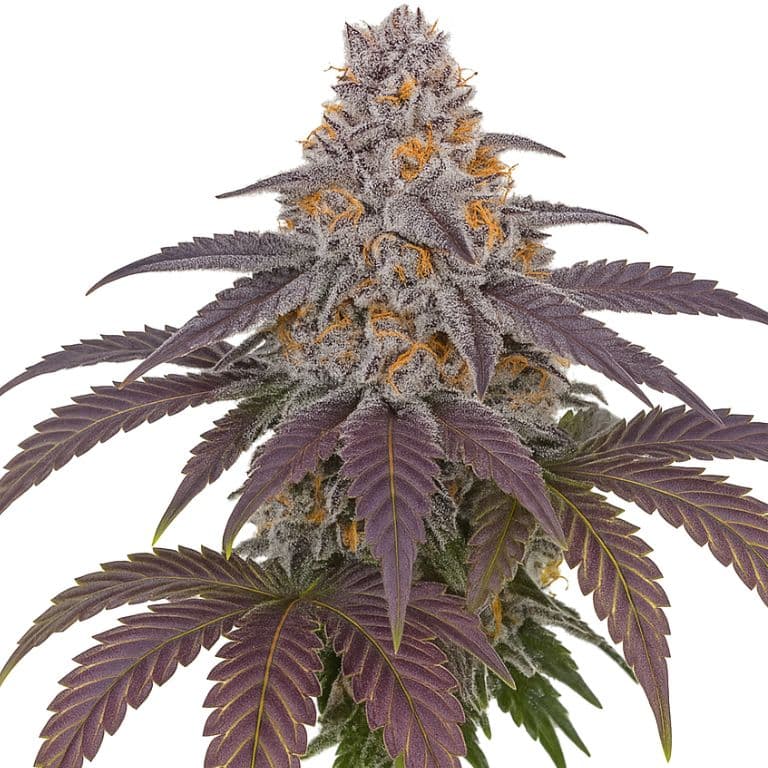 Purple 43 cannabis seeds packaging — Royal King Seeds Australia