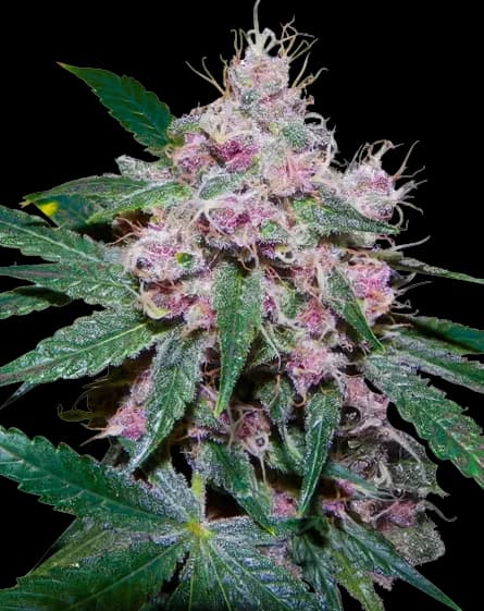 Purple Afghani cannabis seeds packaging — Royal King Seeds Australia