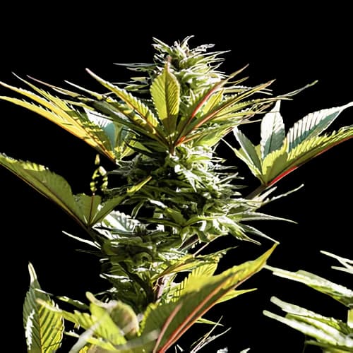 Purple Arrow cannabis seeds packaging — Royal King Seeds Australia