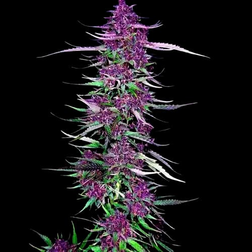 Purple Berry cannabis seeds packaging — Royal King Seeds Australia