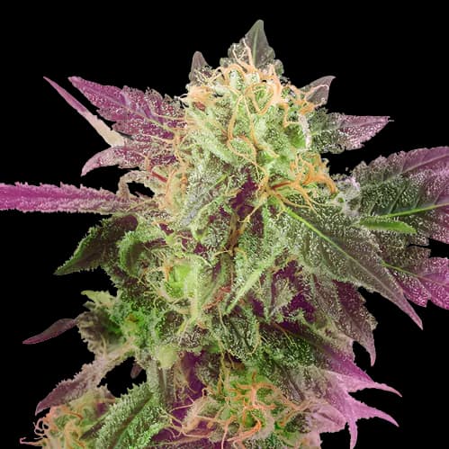 Purple Bubba cannabis seeds packaging — Royal King Seeds Australia