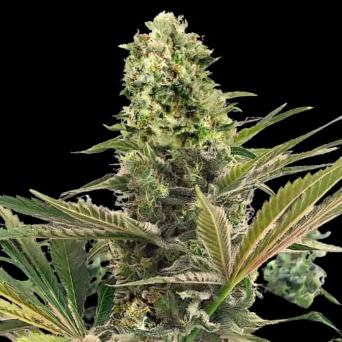 Purple Buddha cannabis seeds packaging — Royal King Seeds Australia