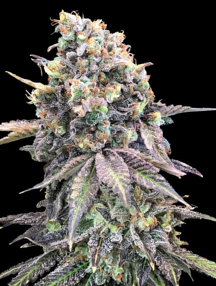 Purple Candy cannabis seeds packaging — Royal King Seeds Australia