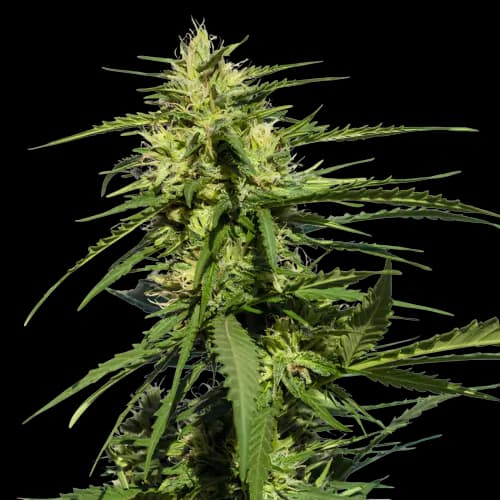 Purple Chemdawg cannabis seeds packaging — Royal King Seeds Australia