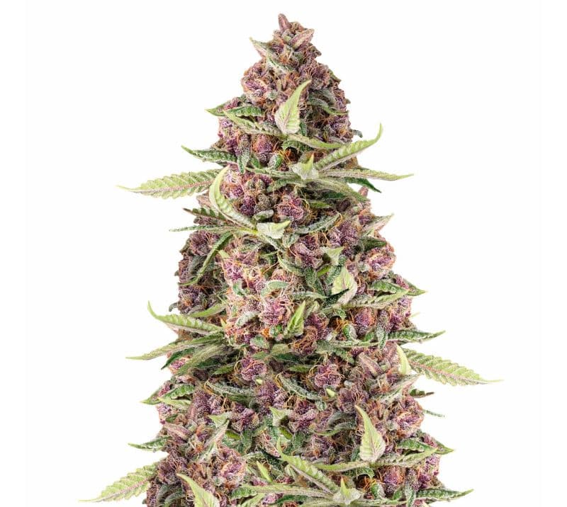 Purple Dream cannabis seeds packaging — Royal King Seeds Australia