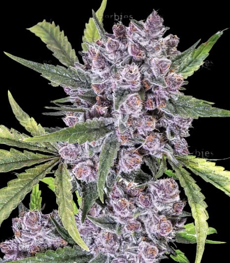 Purple Gorilla cannabis seeds packaging — Royal King Seeds Australia