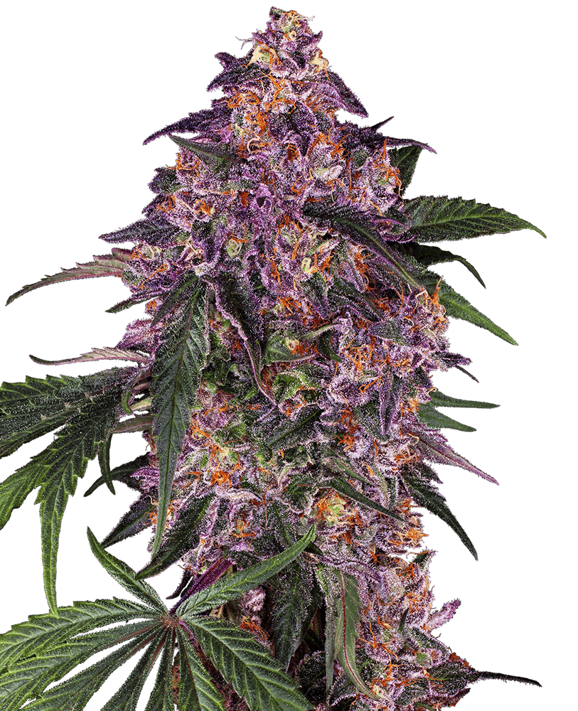 Purple Hindu Kush cannabis seeds packaging — Royal King Seeds Australia