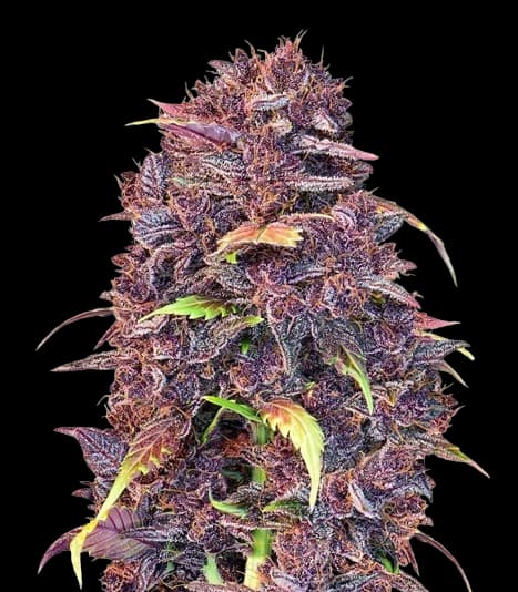 Purple Lemonade cannabis seeds packaging — Royal King Seeds Australia