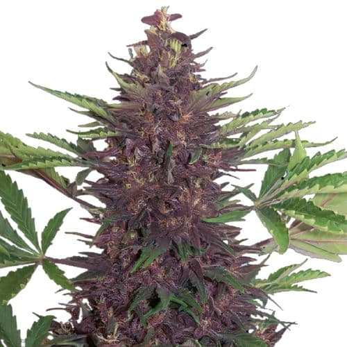 Purple Martian Kush cannabis seeds packaging — Royal King Seeds Australia