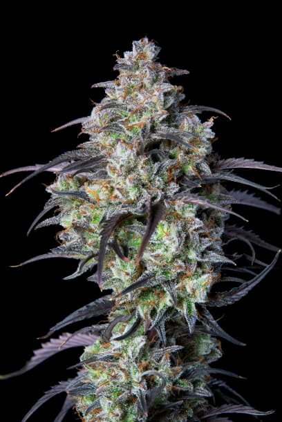 Purple Monkey Balls cannabis seeds packaging — Royal King Seeds Australia