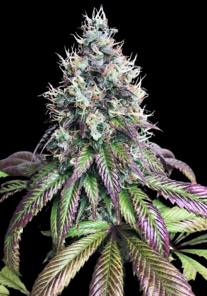 Purple Mr. Nice cannabis seeds packaging — Royal King Seeds Australia