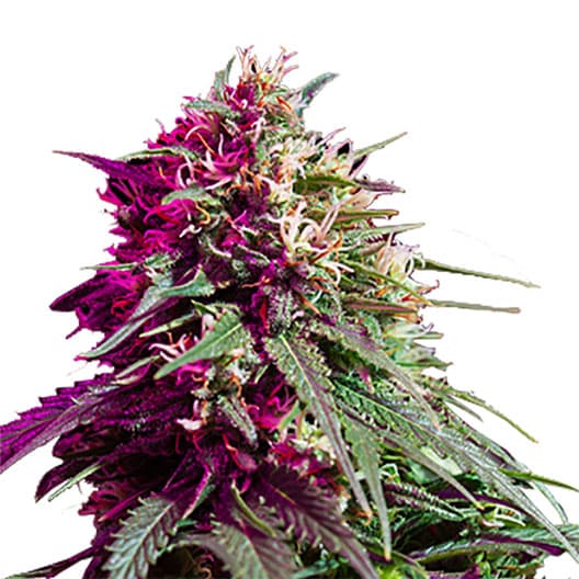 Purple Nepal Candy cannabis seeds packaging — Royal King Seeds Australia