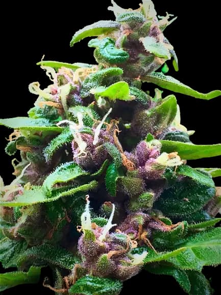 Purple Nepal cannabis seeds packaging — Royal King Seeds Australia
