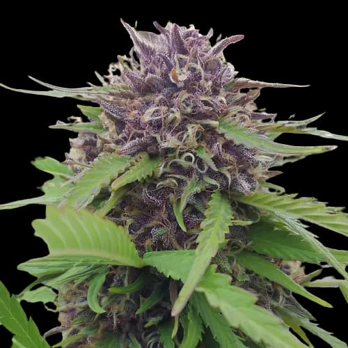 Purple Panty Dropper cannabis seeds packaging — Royal King Seeds Australia
