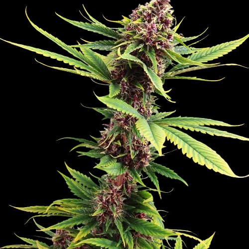 Purple Passion cannabis seeds packaging — Royal King Seeds Australia