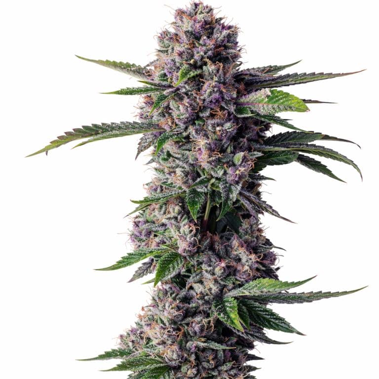 Purple People Eater cannabis seeds packaging — Royal King Seeds Australia