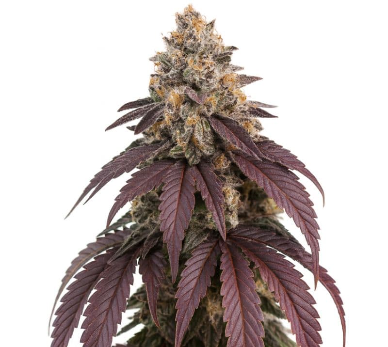 Purple Punch cannabis seeds packaging — Royal King Seeds Australia