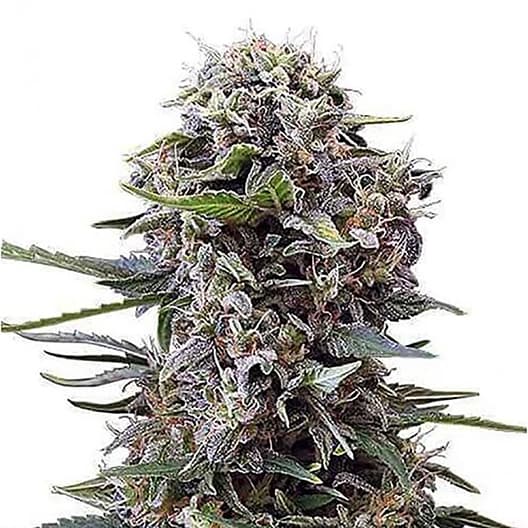 Purple Sage cannabis seeds packaging — Royal King Seeds Australia