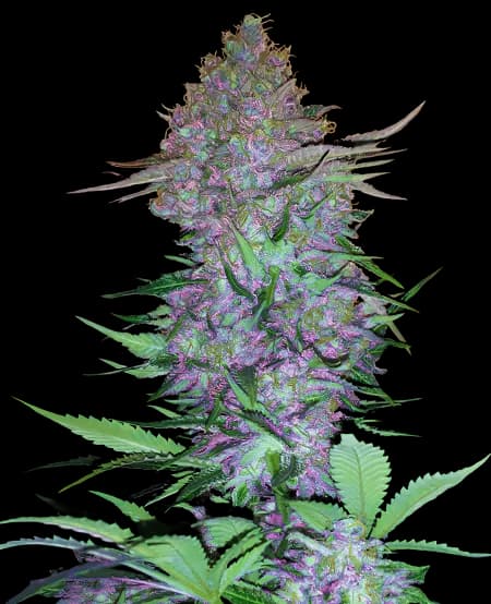 Purple Skunk cannabis seeds packaging — Royal King Seeds Australia