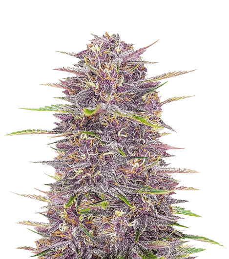 Purple Sour Diesel cannabis seeds packaging — Royal King Seeds Australia