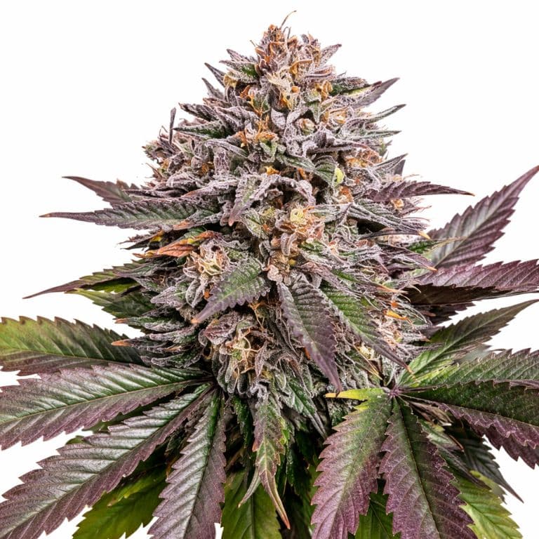 Purple Urkle cannabis seeds packaging — Royal King Seeds Australia