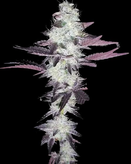 Purple Voodoo cannabis seeds packaging — Royal King Seeds Australia