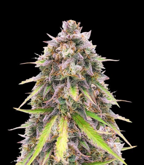 Purple Wreck cannabis seeds packaging — Royal King Seeds Australia