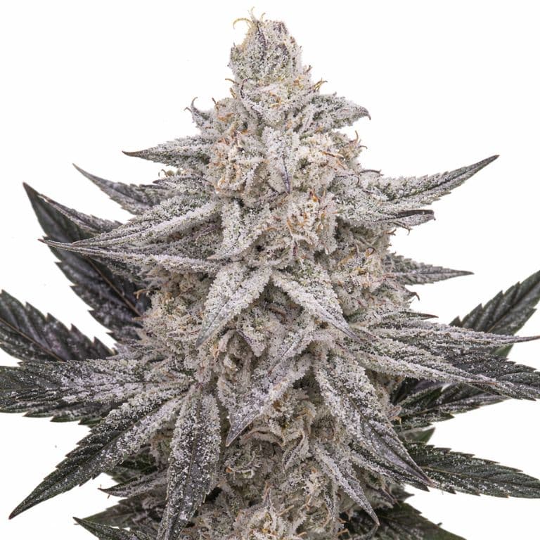Quantum Kush cannabis seeds packaging — Royal King Seeds Australia