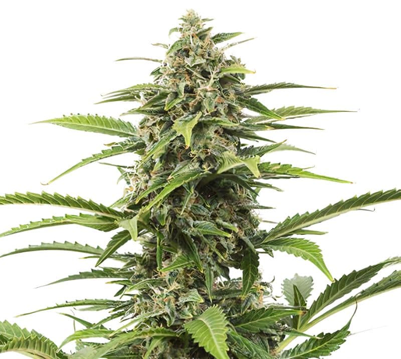 Queso cannabis seeds packaging — Royal King Seeds Australia