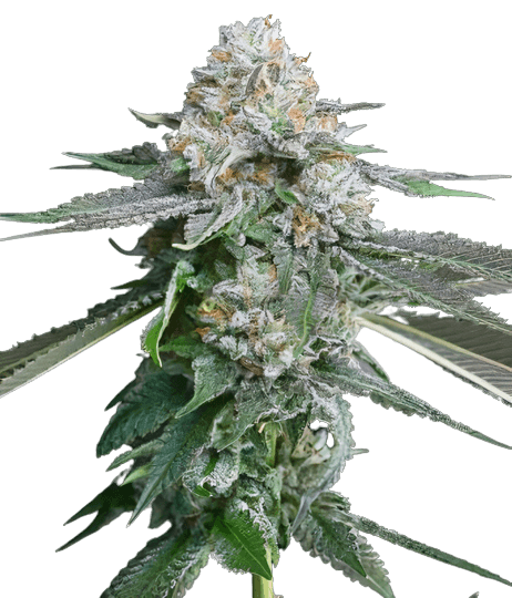 Race Fuel OG cannabis seeds packaging — Royal King Seeds Australia