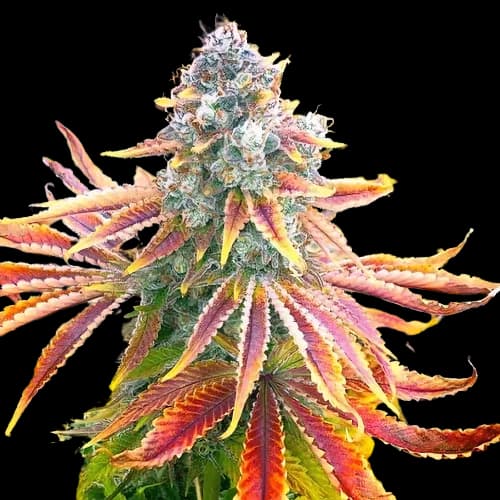 Rainbow cannabis seeds packaging — Royal King Seeds Australia