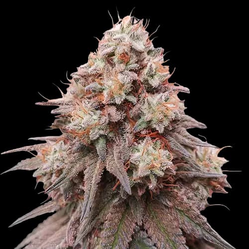 Rainbow Glue cannabis seeds packaging — Royal King Seeds Australia