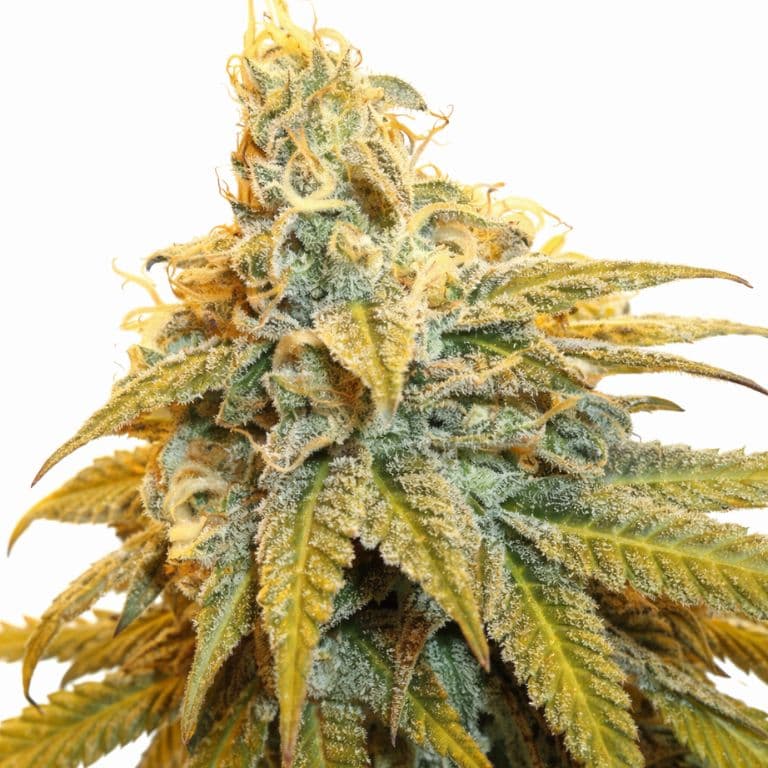 Rainbow Jones cannabis seeds packaging — Royal King Seeds Australia