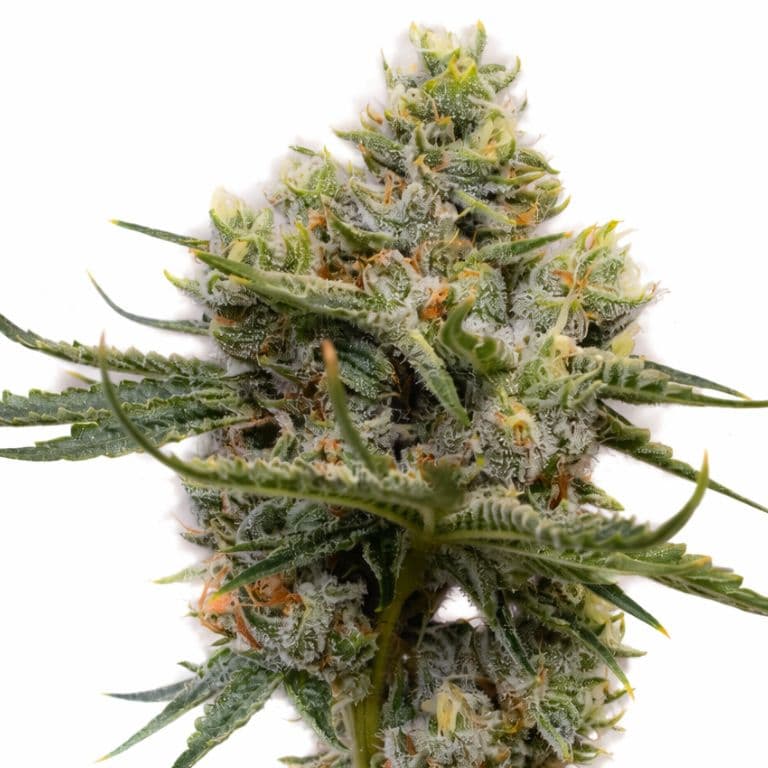 Raisinberry cannabis seeds packaging — Royal King Seeds Australia