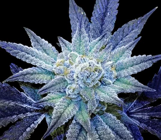 Rare Dankness #1 cannabis seeds packaging — Royal King Seeds Australia