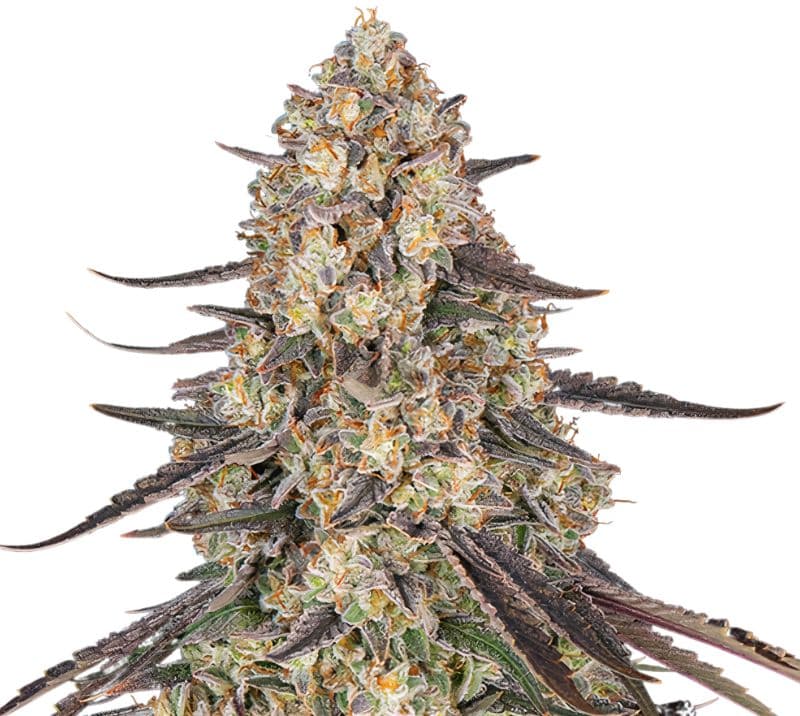 Raspberry Cough Kush cannabis seeds packaging — Royal King Seeds Australia