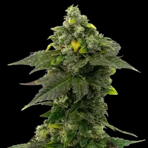 Red Bruce cannabis seeds packaging — Royal King Seeds Australia