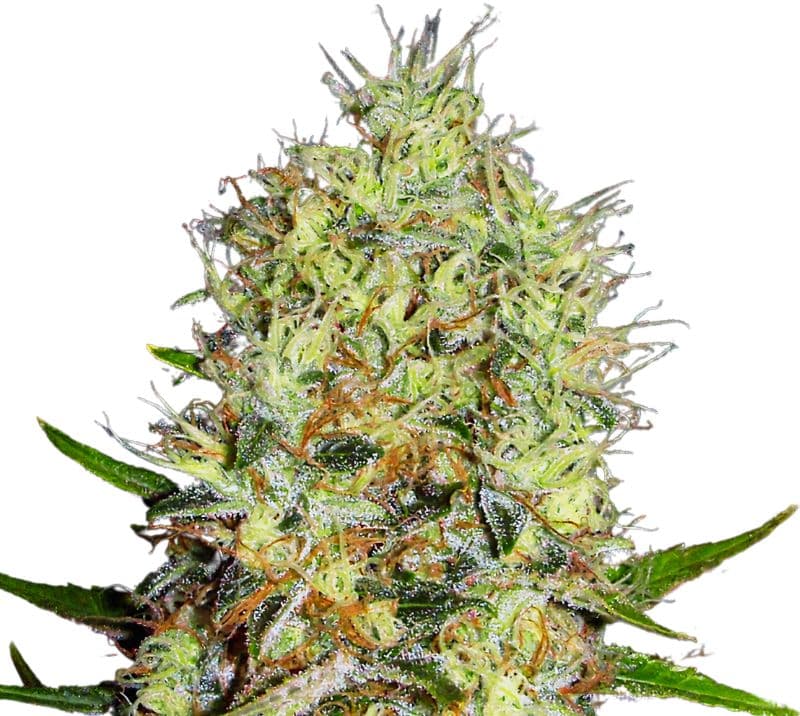 Red Dwarf cannabis seeds packaging — Royal King Seeds Australia