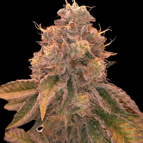 Red Eye OG cannabis seeds packaging — Royal King Seeds Australia