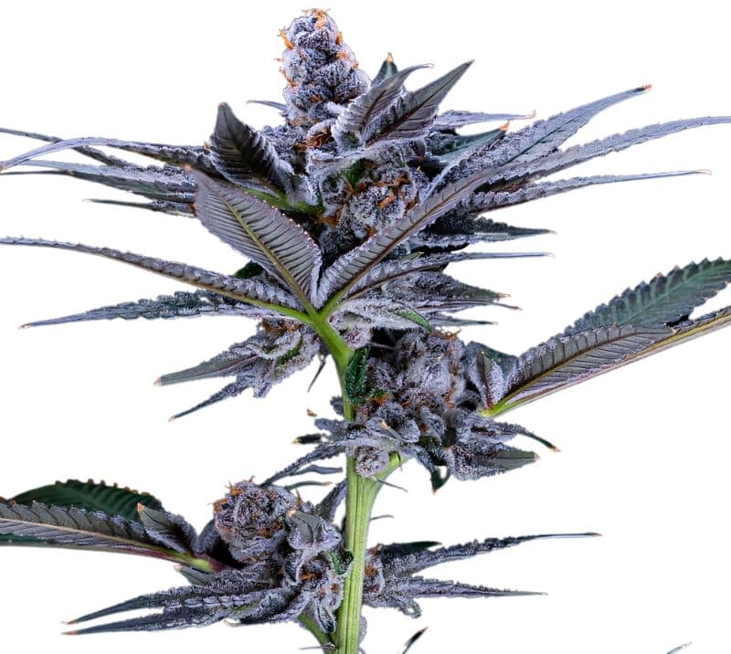 Red Widow cannabis seeds packaging — Royal King Seeds Australia