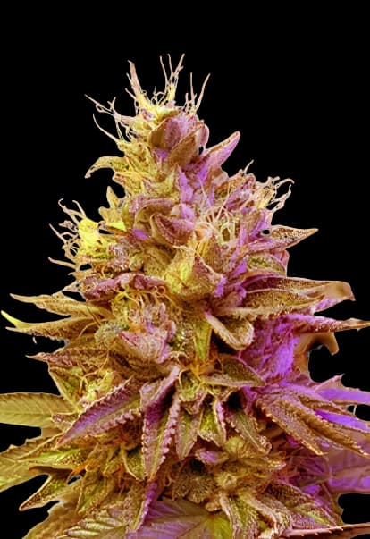 Redwood Kush cannabis seeds packaging — Royal King Seeds Australia