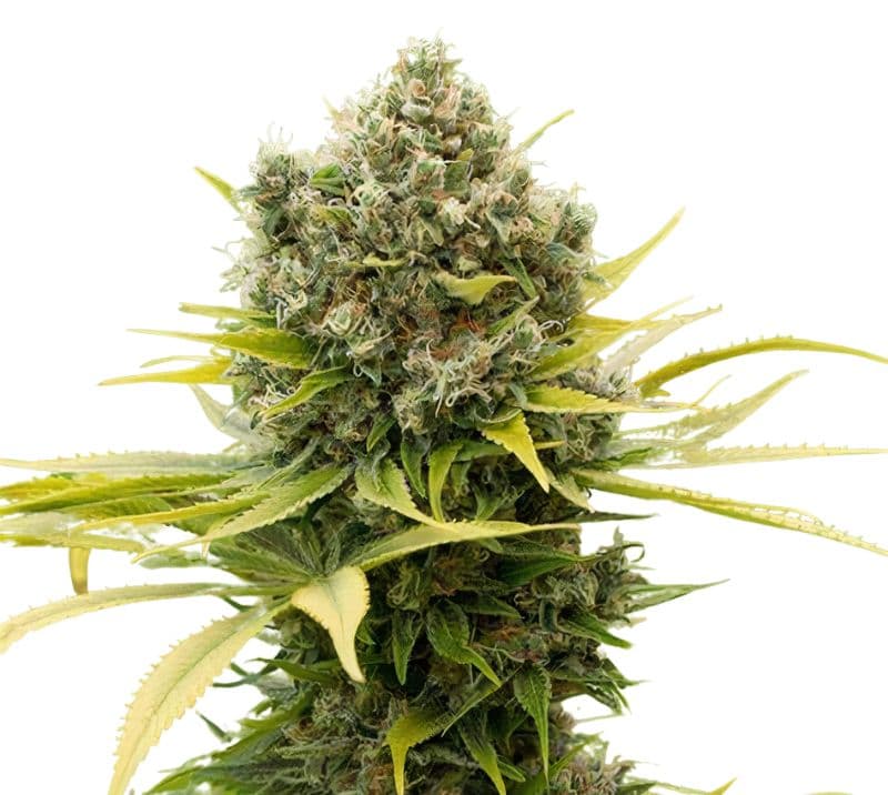 Remedy CBD cannabis seeds packaging — Royal King Seeds Australia