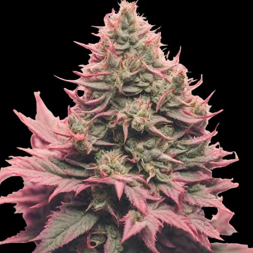 Remo Chemo cannabis seeds packaging — Royal King Seeds Australia