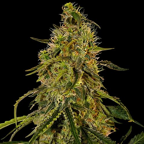 Rob Ford Kush cannabis seeds packaging — Royal King Seeds Australia