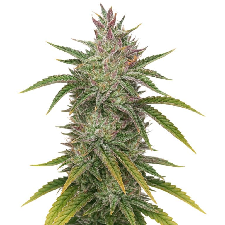 Rockbud cannabis seeds packaging — Royal King Seeds Australia