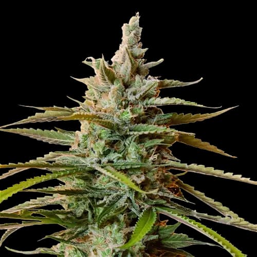 Rockstar cannabis seeds packaging — Royal King Seeds Australia